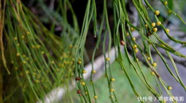 【蕨类植物】蕨类植物|松叶蕨是不是濒危物种如何栽培养护