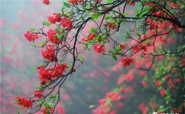 『枫树岭镇白马乳洞山』此景只应天上有!淳安这里美得“惊心动魄”……