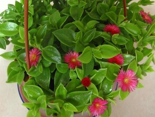 「艳丽」家养这5款小花,美丽又易种,花色高贵艳丽,花朵鲜艳又稠密,美