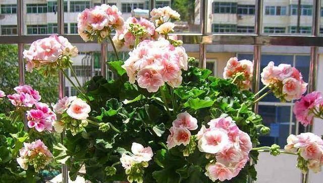 #枝叶茂盛#这3种植物，放在客厅上档次，采光不好照旧茁壮成长，枝叶茂盛