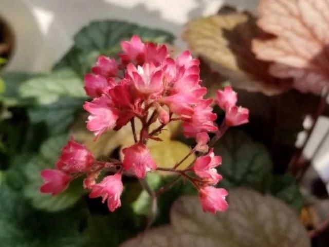  「图片作者」10种小众花，今年最流行，养1盆仙气十足！