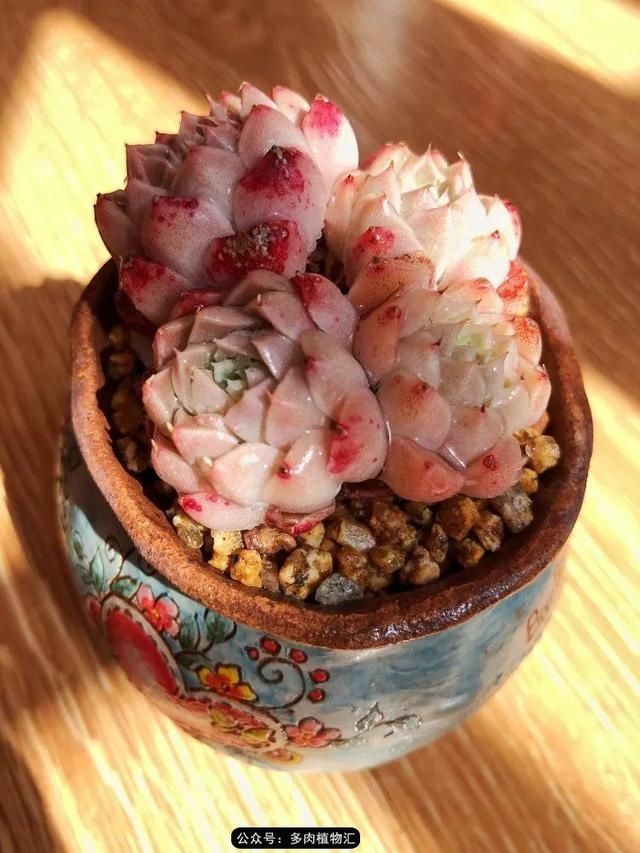  『凌晨』凌晨三点的一场大风，令她足足起来四次，只为看这些宝贝