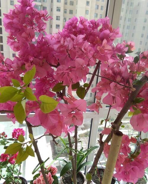  种类：家庭养什么绿植好？这5种，开花美，年年旺，价值高，越看越喜欢