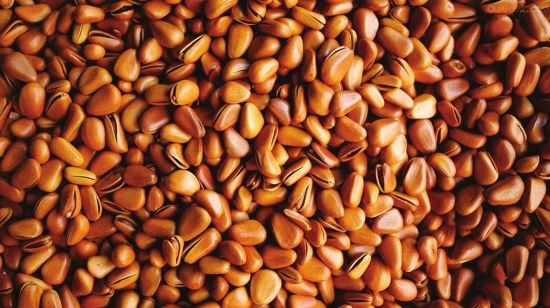  #所产的松子#过去掉落一地没人捡，如今60元一斤，农民：吃了没肉