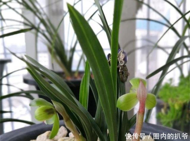  『兰花』春天养兰花最怕啥做错这2点，一年不开花