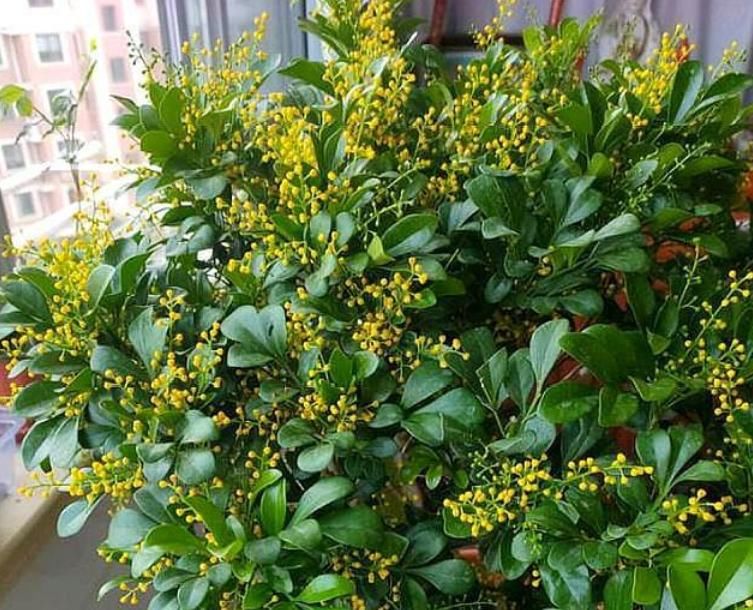  「舒适」“4种花”吸甲醛很厉害，养上几盆，室内甲醛没了，生活更舒适！