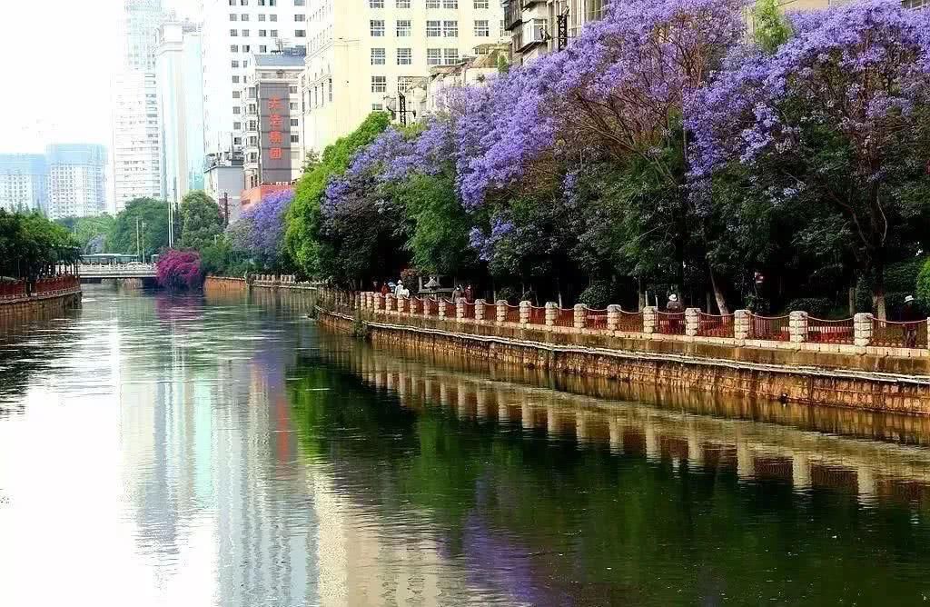  盘龙江畔■最美五月天！“云”欣赏毕业花蓝花楹