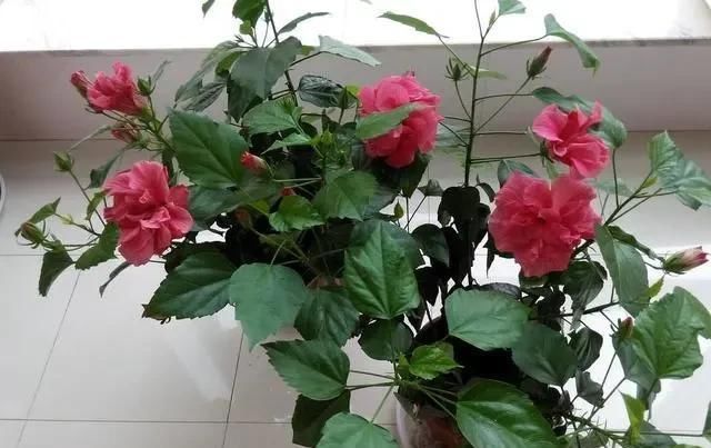 「植物」三月初，这“四朵花”任意养长，枝叶绿，花开，一年到头都在开花