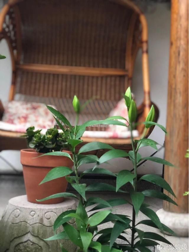 『生活』有一方小院,和你一起养花种草,这样就挺好