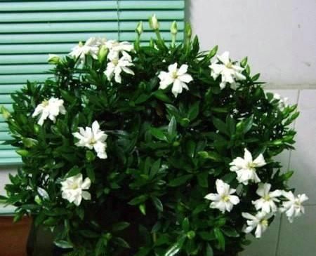  『爷爷』老花匠爷爷养了几十年的花，从来不黄叶，大家来学学