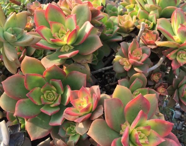  『技巧』如何避免多肉植物烂根?教你一些小技巧
