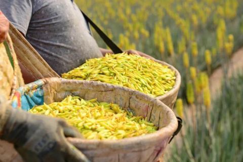  【主播】元江难得一见的芦荟花海，连网络主播也爱