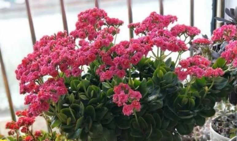  [适合]阳台适合养的“3种花”，个个是“爆花王”，轻松开成花园！