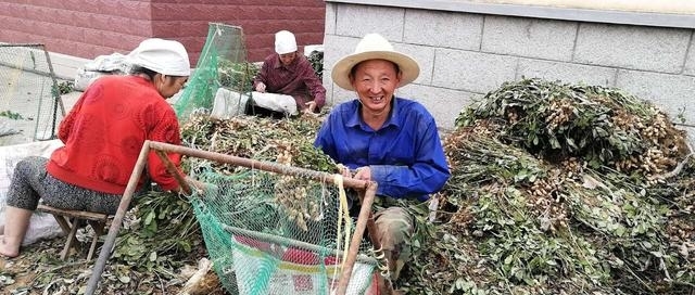  自制@农民自制打花生神器，86岁农村婆婆身手矫健！高手在农村