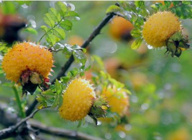  野味■农村正在“消失”的4种野味，有钱也不一定买到，见过3种