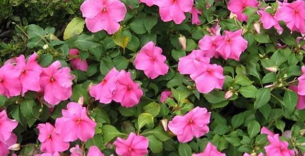  [植物]夏天到了，家里摆上4种花，蚊子“消灭干净”，晚上睡得踏实！