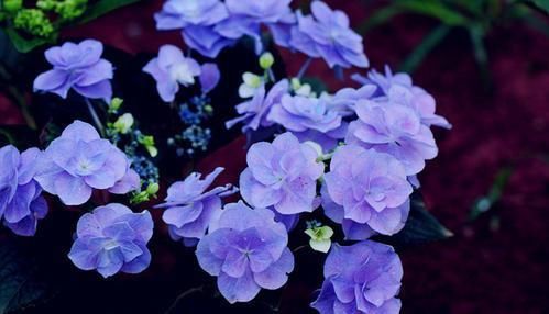  「春天」喜欢绣球花的，现在开始囤，来年春天小院种起来啦！馋坏隔壁姐姐