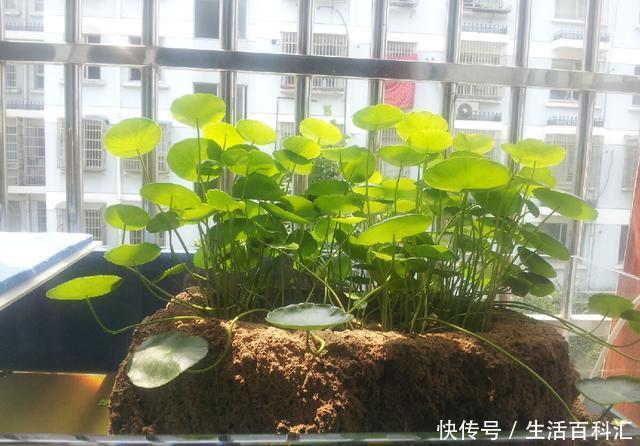  「秋冬养」秋冬养铜钱草，多做“2件事”，长得旺，叶大绿油油，越长越多