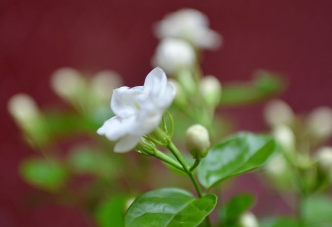  茉莉花的花|此花有花中黄金之称，外观呆萌又可爱，有人间第一香的美誉