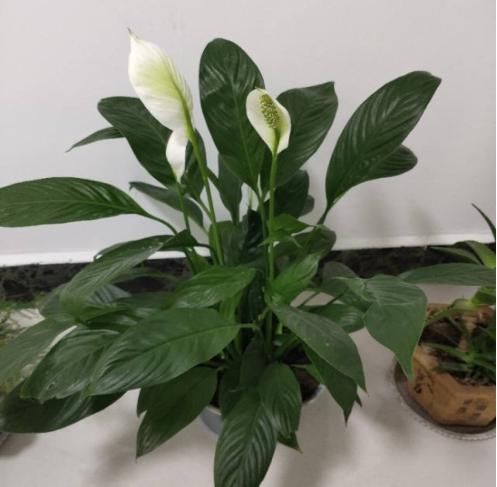  『影响』卫生间养耐阴植物，杀菌去异味，还不影响生长！
