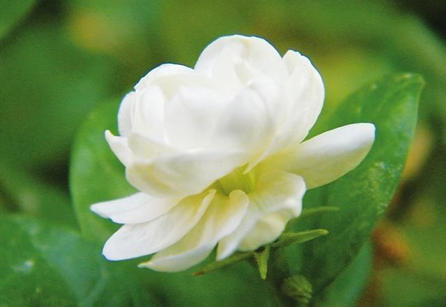  「牡丹」这15种自带“好运”的花，素来招人爱惜，别样雅称更是吸引人