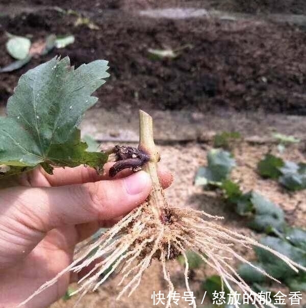『记住』阳台如何种葡萄?记住4点,果子数量多,一串串挂满了,好吃好看