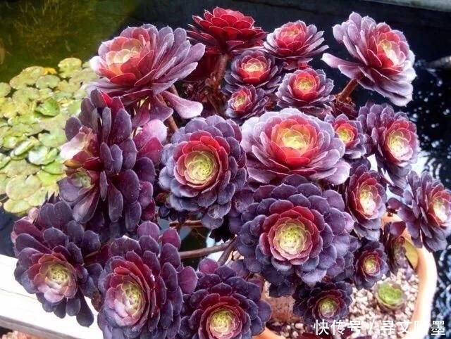 『品种』给多肉植物砍一刀,一株变多株,花盆都装不下了!