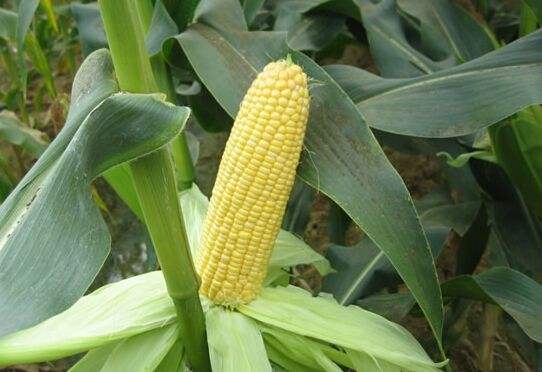 2018年玉米价格下跌原因分析及后期价格预测