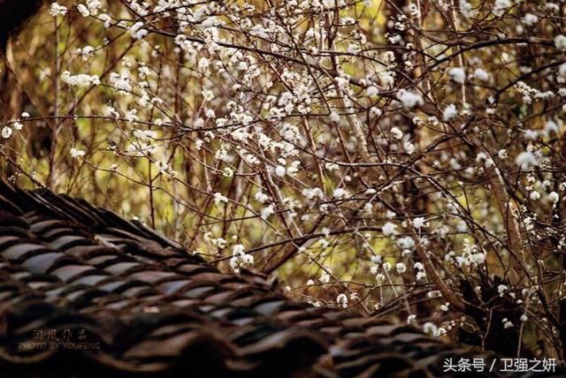 【空谷幽兰】烟雨花香又一春