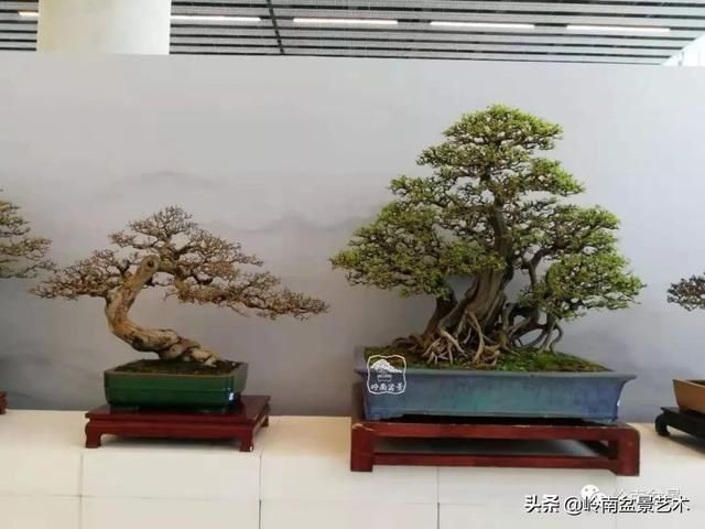  「作品」有年功的盆景，品相好，价值高！