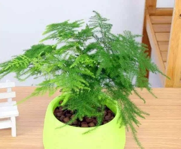  【环境中】夏天花卉老黄叶，学会这几个小技巧，让叶片绿油油！