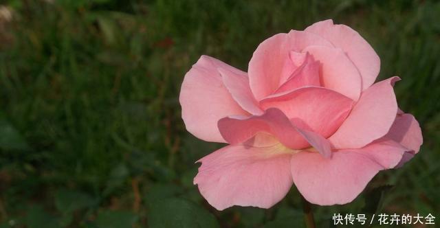  #漂亮#3种花适合养在室内，开花漂亮味道香，净化空气满屋飘香，美极了