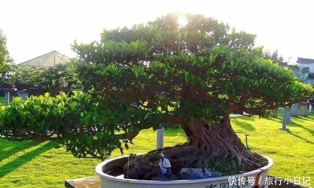 盆栽|世界上最贵盆栽,一盆就是一座房子!