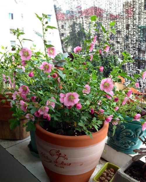  #合适#它是缩小版的木槿花，每天都开花，性价比高，自己养送人都合适