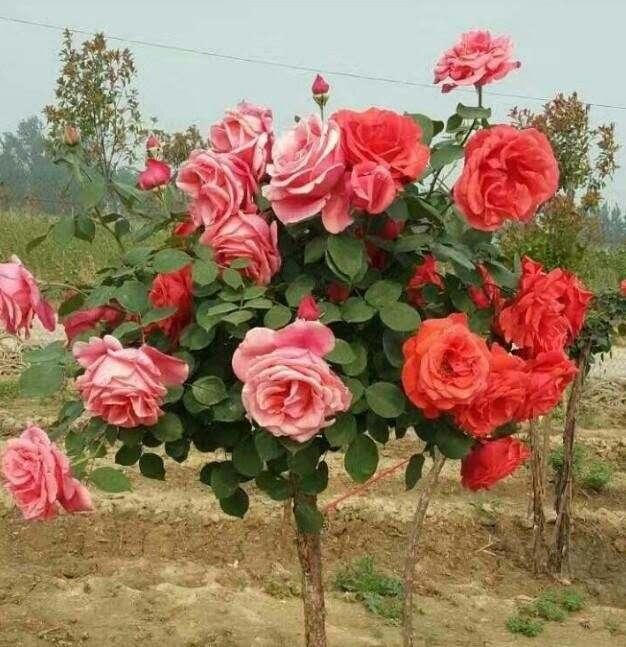 此花我国“第一美”，花开280天，东北三省都能种，抗寒耐旱