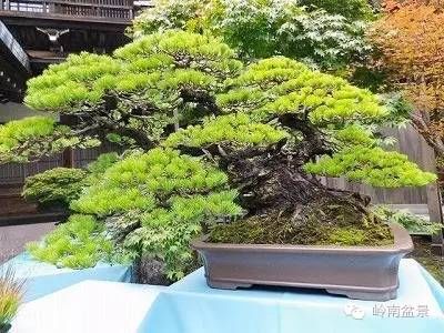 盆景构景十种风格