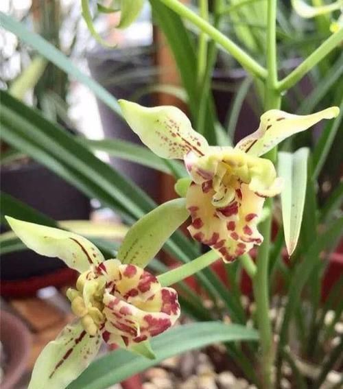  【建兰梨山狮王】兰花极品，花型奇特，多舌多鼻，花色艳丽，浓香怡人，好养价廉