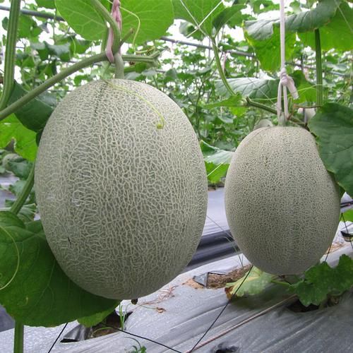 #辣椒种子#闲来无事在院子里种的蔬果长忒快,没三个月就可以吃了