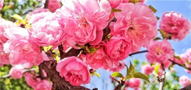  花儿：图集丨?花儿缀满枝头，醉了靖宇山城