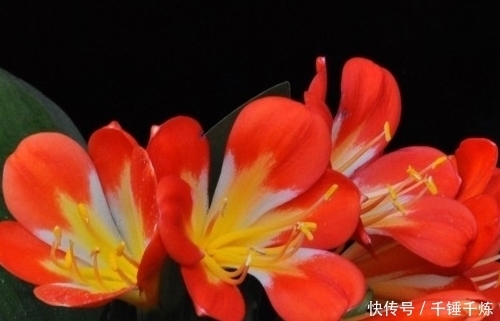 家养|家养君子兰为何总是难开花?避开这些雷区,轻松开到爆满盆