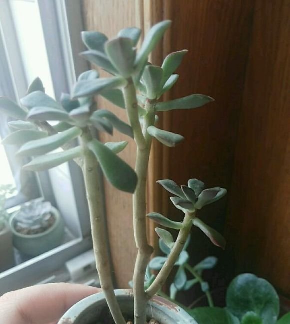  解植物■“养花杀手”养出来的花是什么样子？哈哈哈，笑死我了！