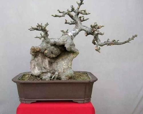  当成盆景■山上捡的“木疙瘩”，种进花盆里，30天长新芽，还能结红果果