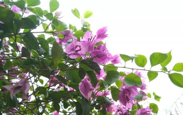  『三角梅』养“三角梅”,不虐不开花,一虐不光变老桩还开满头花