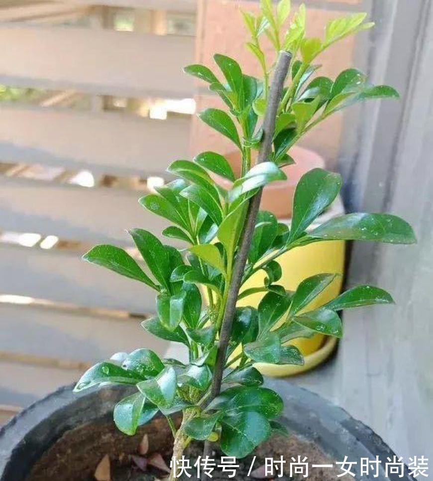  [扦插]这4种“木质”花，趁着“秋天”扦插，1盆变10盆，来年就开花