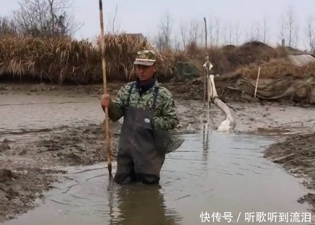 农民养的“它”虽一只价值百元，但产量低，每天都得靠鱼叉捕获