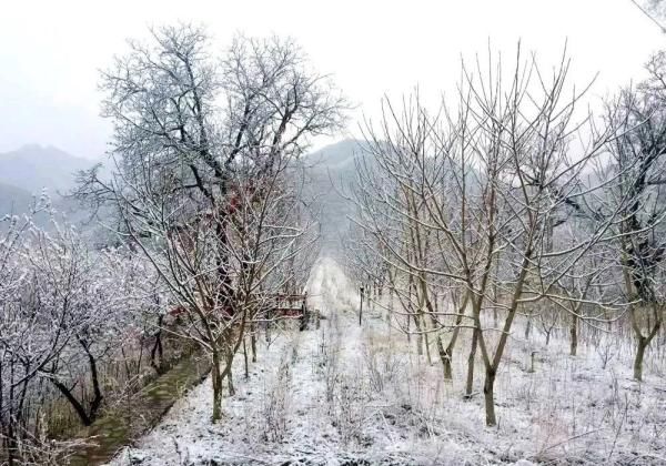  【龙门村】最美京西四月天，门头沟雪景颜值爆表！