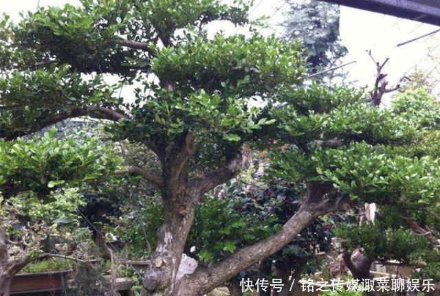 『增值』陈大姐将“3种树桩”捡回家,种植起来变“盆景”,开始增值!