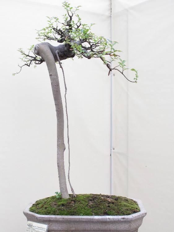 岭南盆景文化底蕴强！都被传到国外了，你还不认识吗？