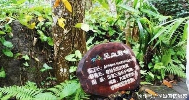  「树木」堪称世界之最的6种树木，最贵、最毒、最硬都在中国境内