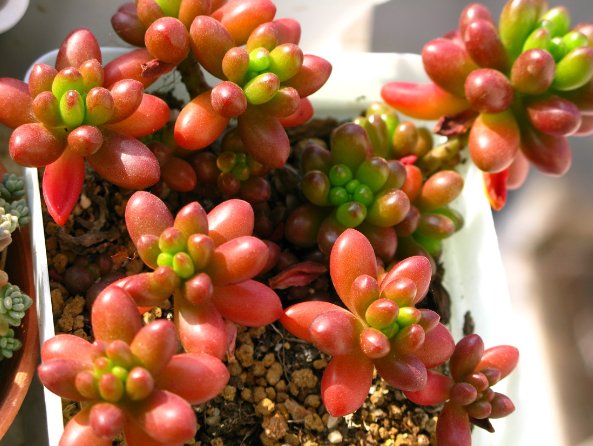  『养护』推荐几款高颜值的多肉植物，室内养上几盆，美成一道风景线